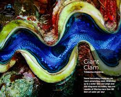 Image result for tridacna