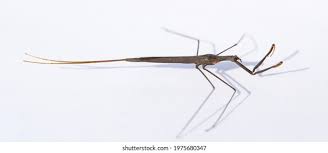 Attēlu rezultāti vaicājumam “Ranatra linearis”