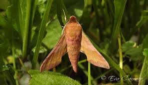 Attēlu rezultāti vaicājumam “Deilephila porcellus”