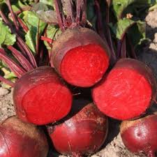 Attēlu rezultāti vaicājumam “Lathyrus pratensis fruit”