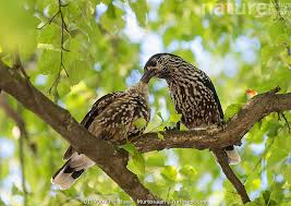 Attēlu rezultāti vaicājumam “Nucifraga caryocatactes adult”