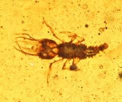 Attēlu rezultāti vaicājumam “Myrmeleontidae larva”