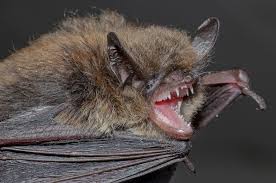 Attēlu rezultāti vaicājumam “Myotis brandtii”