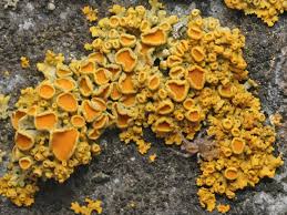 Attēlu rezultāti vaicājumam “Xanthoria polycarpa”