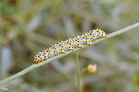 Attēlu rezultāti vaicājumam “Cucullia verbasci larva”