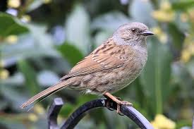 Attēlu rezultāti vaicājumam “Prunella modularis”