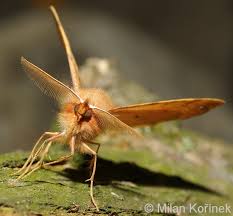 Attēlu rezultāti vaicājumam “Colotois pennaria”