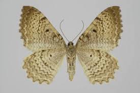 Attēlu rezultāti vaicājumam “Hydria undulata”