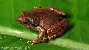 Attēlu rezultāti vaicājumam “Physarum obscurum sessile”