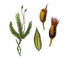 Attēlu rezultāti vaicājumam “Fissidens adianthoides”