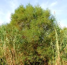 Attēlu rezultāti vaicājumam “Salix alba var. alba”