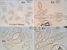 Attēlu rezultāti vaicājumam “Erysiphe galeopsidis”