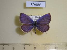 Attēlu rezultāti vaicājumam “Everes argiades”