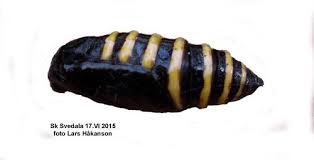 Attēlu rezultāti vaicājumam “Abraxas grossulariata imago”