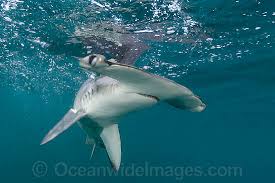 Attēlu rezultāti vaicājumam “Zygaena sp.”