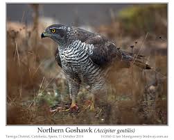 Attēlu rezultāti vaicājumam “Accipiter gentilis”
