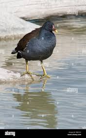 Attēlu rezultāti vaicājumam “Gallinula chloropus adult”