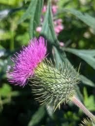 Attēlu rezultāti vaicājumam “Cirsium vulgare flower”