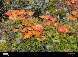 Attēlu rezultāti vaicājumam “Rubus chamaemorus leaf”