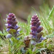 Attēlu rezultāti vaicājumam “Ajuga pyramidalis”
