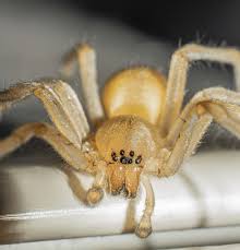 Attēlu rezultāti vaicājumam “Cheiracanthium sp.”