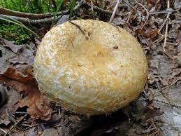 Attēlu rezultāti vaicājumam “Lactarius repraesentaneus”