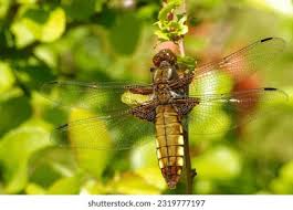 Attēlu rezultāti vaicājumam “Libellula depressa”