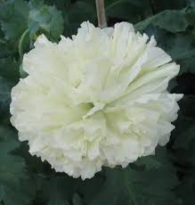 Image result for Papaver somniferum White Cloud