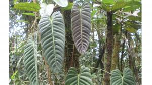 Attēlu rezultāti vaicājumam “Araceae”