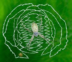 Attēlu rezultāti vaicājumam “Argiope bruennichi”