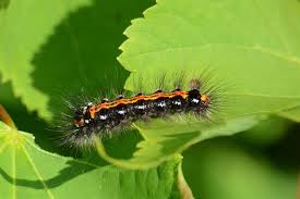 Attēlu rezultāti vaicājumam “Euproctis similis”