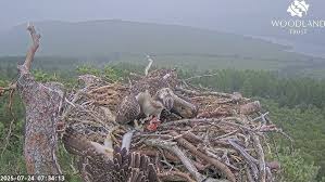 Attēlu rezultāti vaicājumam “Buteo buteo nest”