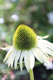Attēlu rezultāti vaicājumam “Echinacea purpurea bud”