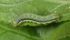 Attēlu rezultāti vaicājumam “Orthosia gothica”