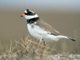 Attēlu rezultāti vaicājumam “Charadrius hiaticula”