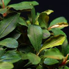 Risultati immagini per bucephalandra pinoh red stem