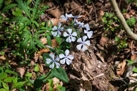 Attēlu rezultāti vaicājumam “Polemoniaceae”