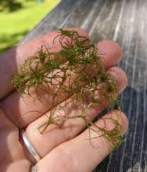 Attēlu rezultāti vaicājumam “Najas minor leaf”