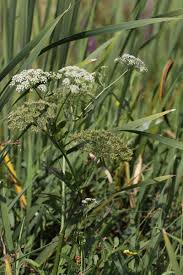 Attēlu rezultāti vaicājumam “Sium latifolium”