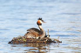 Attēlu rezultāti vaicājumam “Podiceps cristatus nest”