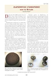 Attēlu rezultāti vaicājumam “Pachyphloeus melanoxanthus”