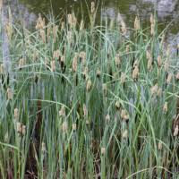 Attēlu rezultāti vaicājumam “Carex ornithopoda fruit”
