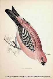 Image result for Pinicola enucleator