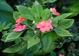 Image result for Impatiens walleriana