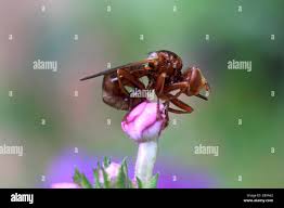 Attēlu rezultāti vaicājumam “Conopidae”