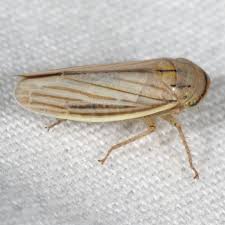 Attēlu rezultāti vaicājumam “Cicadellidae”