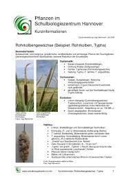 Image result for Rohrkolben