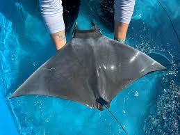 Image result for Mobula hypostoma