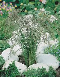 Attēlu rezultāti vaicājumam “Festuca altissima flower”