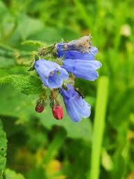 Attēlu rezultāti vaicājumam “Symphytum asperum leaf”
